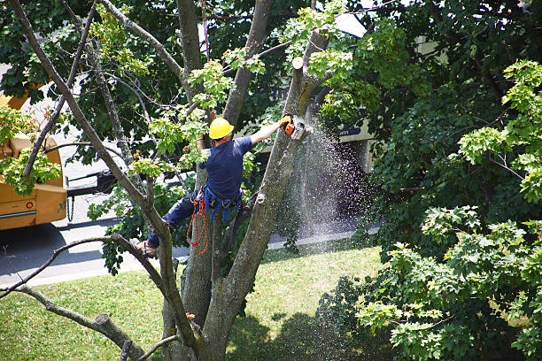 Best Hazardous Tree Removal  in Oliver Springs, TN